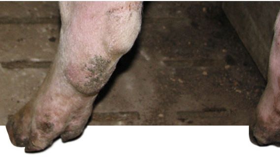 Miembro posterior de una nul&iacute;para