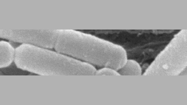 listeria
