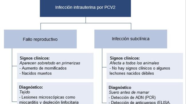 Efectos de la infección intrauterina por PCV2