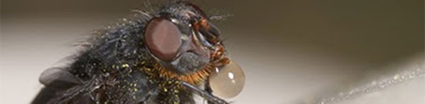 La mosca arroja saliva sobre el alimento para disolverlo y despu&eacute;s lo succiona con la trompa