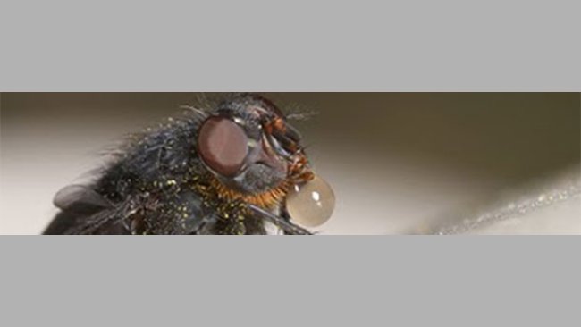 La mosca arroja saliva sobre el alimento para disolverlo y después lo succiona con la trompa