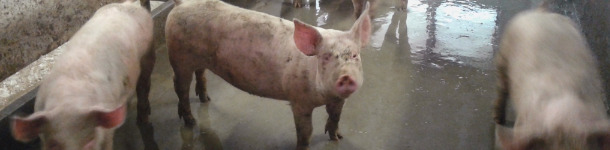 Cerdos de engorde con el corral sucio.