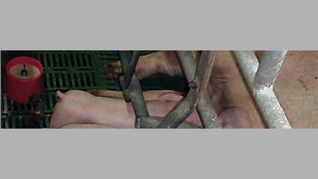 El suplemento lácteo no sustituye la leche de la madre sino que la complementa