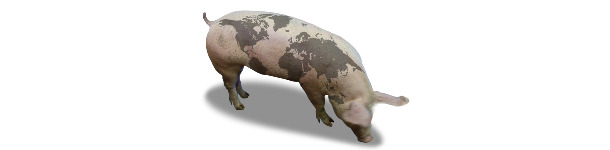 Cerdo con mapa del mundo
