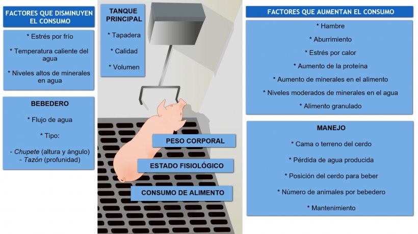 Factores que afectan el consumo de agua en el cerdo