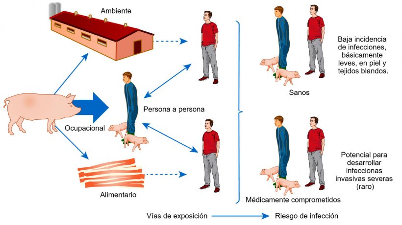 Modelo conceptual de las v&iacute;as de exposici&oacute;n y riesgos de infecci&oacute;n con S. aureus asociado a animales de producci&oacute;n
