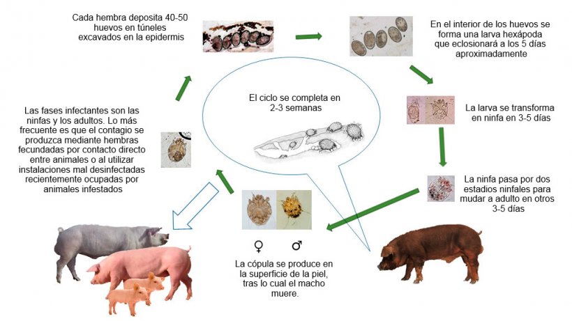 Figura 1. Ciclo biológico de Sarcoptes scabiei