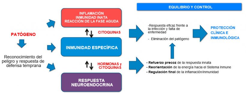 Figura 2a. Interacci&oacute;n entre inmunidad y respuesta neuroendocrina: respuesta inflamatoria e inmune equilibrada y controlada que conduce a la protecci&oacute;n cl&iacute;nica e inmunol&oacute;gica.
