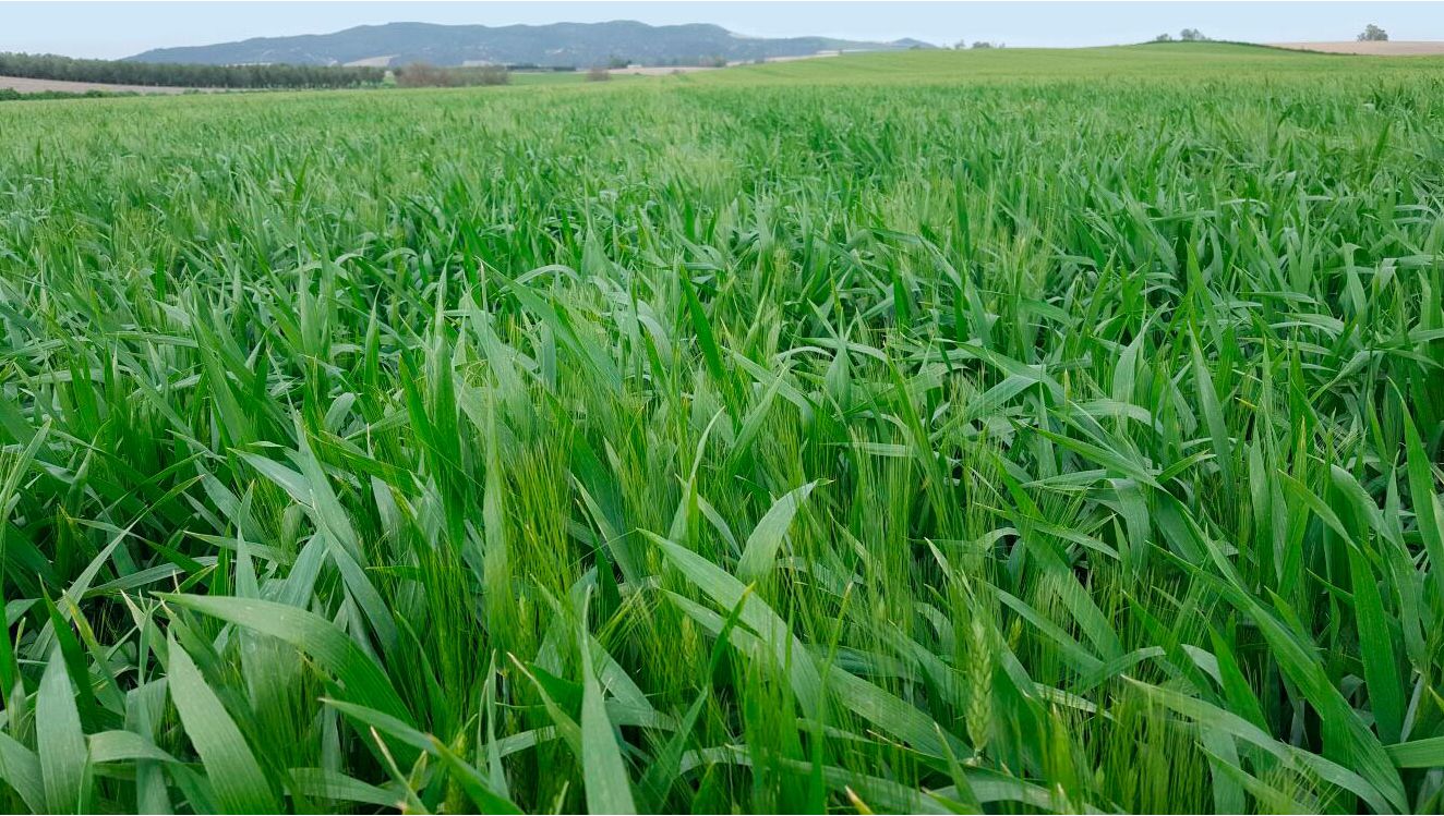Campo de trigo en Sevilla
