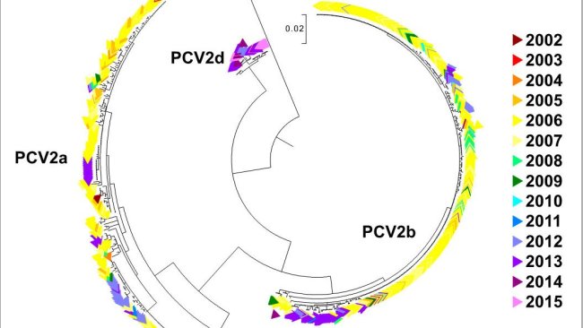 Figura 2. Árbol filogenético de máxima verosimilitud. Las 729 secuencias ORF2 de la base de datos UMV-VDL PCV2 con código de color según el año. Se observan los genotipos.