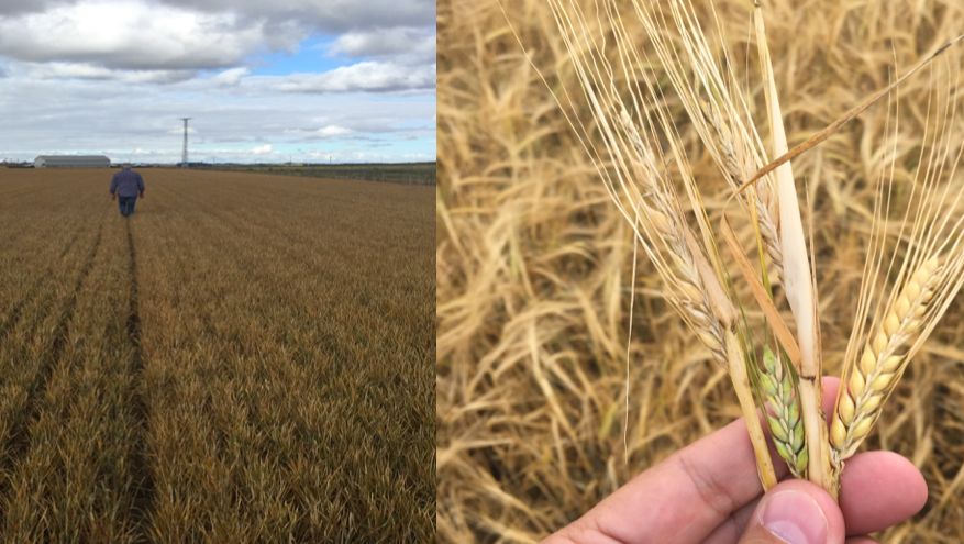 Estado del campo en Castilla y Le&oacute;n, previo a la cosecha. Mal rendimiento como consecuencia de las heladas&nbsp; y el defecto de lluvia.
