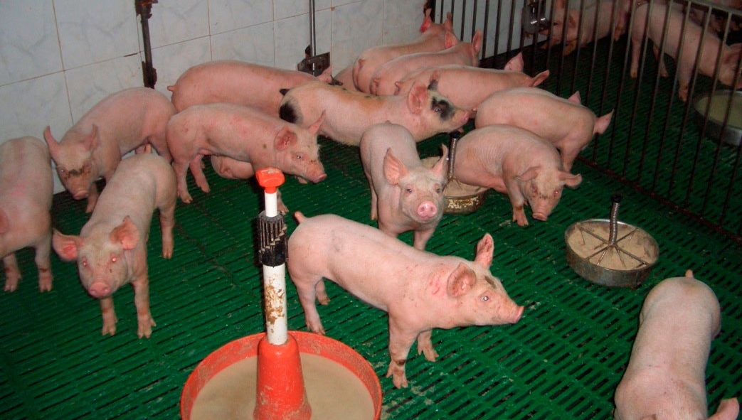 Figura 2. Adecuado uso de piensos y puntos de alimentaci&oacute;n.
