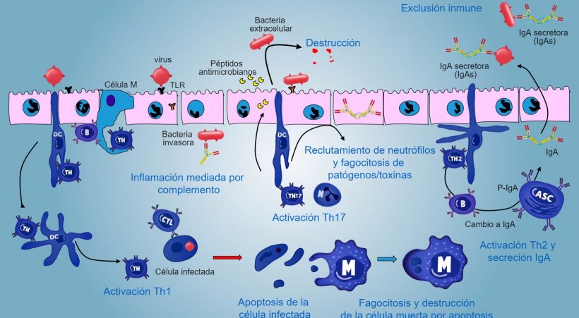 Figura&nbsp;5. Una visi&oacute;n integrada de la&nbsp;respuesta&nbsp;inmune contra pat&oacute;genos a nivel de mucosa.
