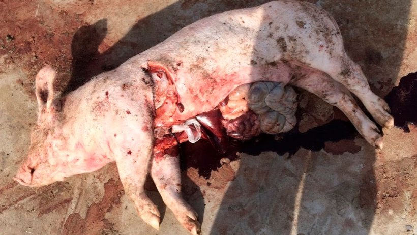 Figura 4: La necropsia realizada en la granja revela una coloraci&oacute;n oscura de la sangre&nbsp;sin otras alteraciones notables en los &oacute;rganos.
