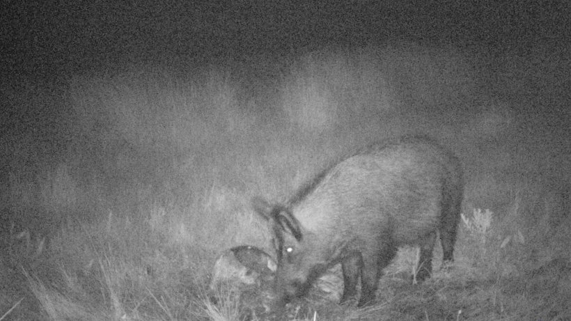 Foto 4: El foto-trampeo permite revelar el uso que los jabal&iacute;es hacen de los cad&aacute;veres y de los residuos de caza. Es importante evitar que los restos resulten accesibles a jabal&iacute;es.
