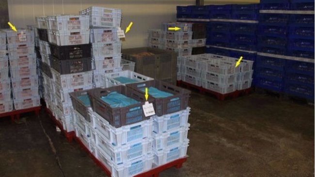 Foto 2. Etiquetas (flechas amarillas) con la trazabilidad de las piezas de carne de cerdo refrigerada tras el despiece de las canales.