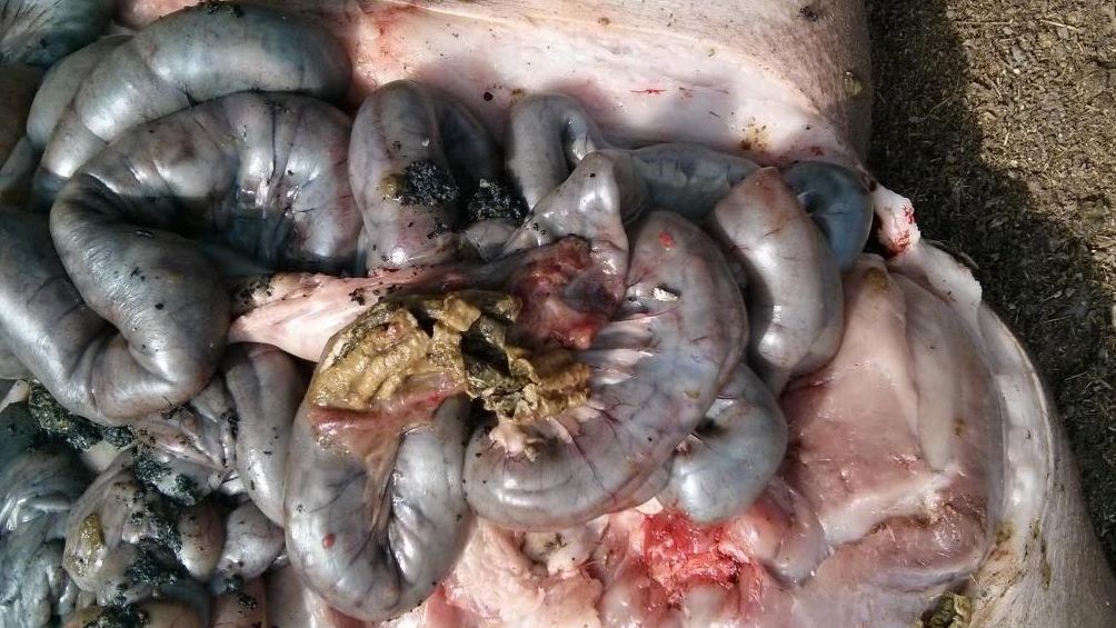 Figura 10. Lesiones necr&oacute;ticas de enteritis proliferativa.
