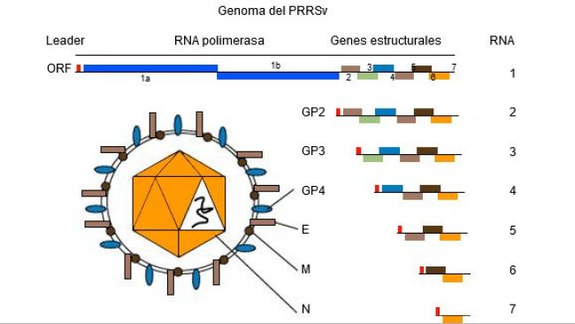 Figura 1. El genoma del virus PRRS es una molécula de ARN monocatenario.