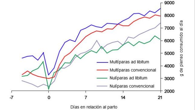 Gráfica 6. Consumo de pienso en lactación de cerdas alimentadas ad libitum y o con un programa convencional en el periparto