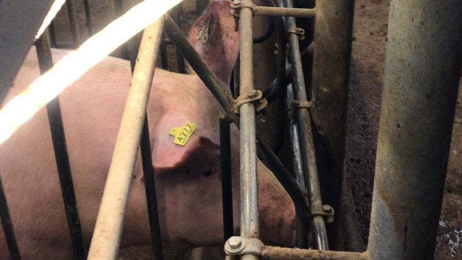 Imagen 2: Tubos de iluminaci&oacute;n led a la altura de los ojos en la zona de cubrici&oacute;n.
