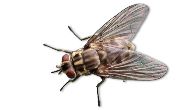 Mosca de establo (Stomoxys calcitrans)
