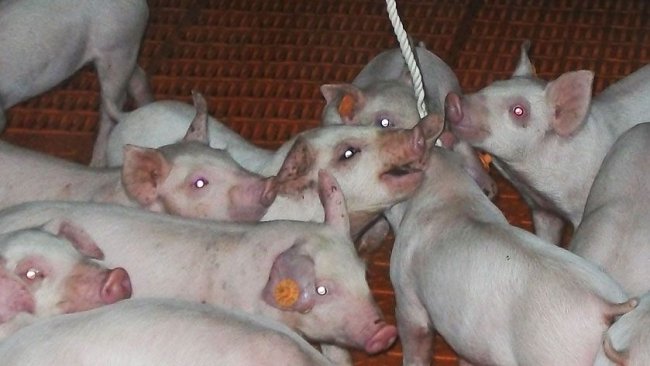 Foto 1. Uso de cuerdas para el muestreo de fluidos orales.