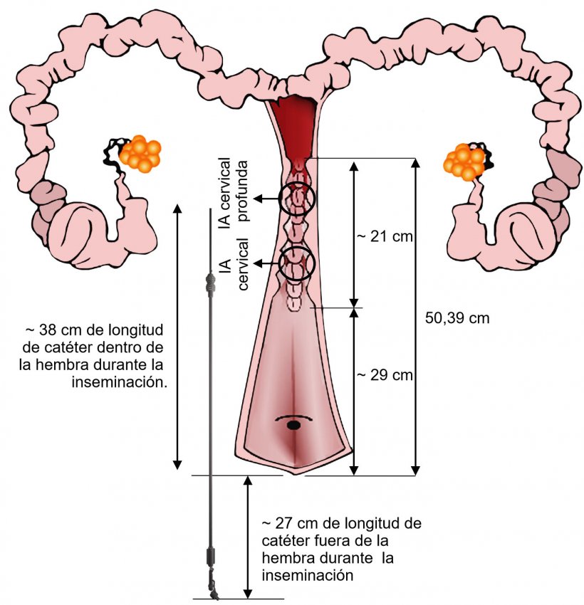 Figura 3. Representaci&oacute;n de la disposici&oacute;n del cat&eacute;ter de IA en el tracto genital de la hembra durante la IA. Las dimensiones han sido medidas a partir de inseminaciones y de tractos genitales de cerdas nul&iacute;paras procedentes de matadero.
