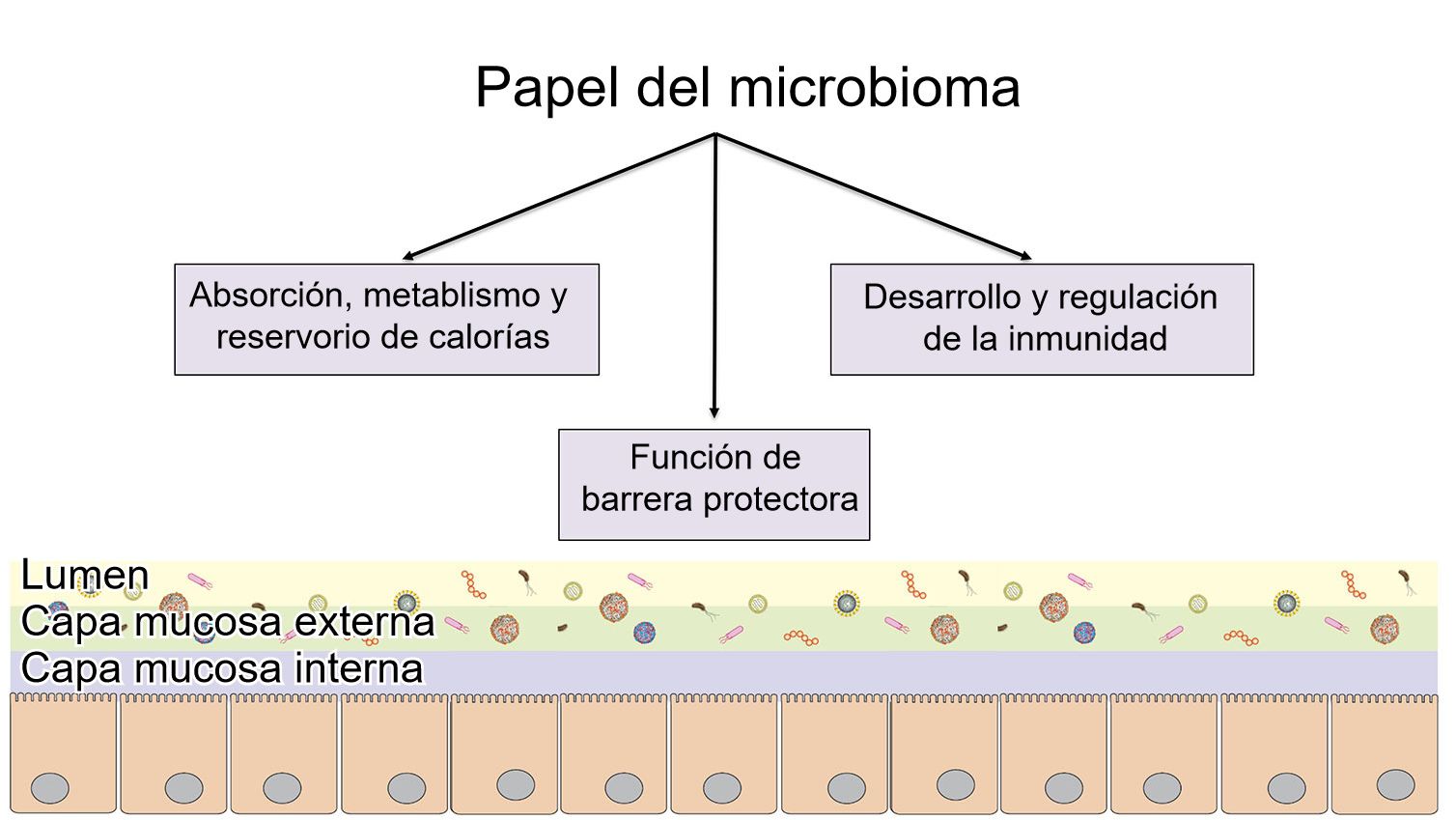 Funciones del microbioma:barrera intestinal, digesti&oacute;n y metabolismo de nutrientes y regulaci&oacute;n de la inmunidad.
