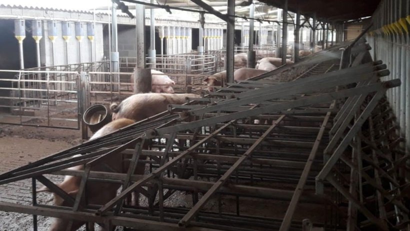 Figura 3. Tipo de patios disponibles en la explotaci&oacute;n.
