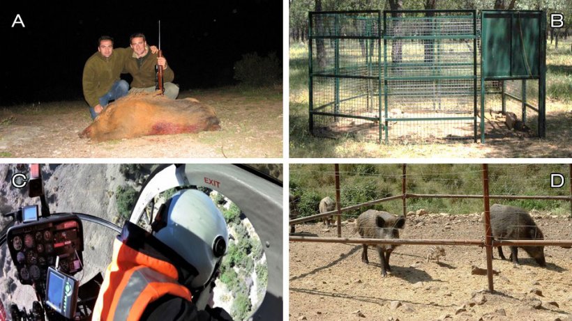 Foto 1: Opciones de control: A) caza recreativa; B) trampeo; C) eliminaci&oacute;n mediante profesionales (en este caso desde helic&oacute;ptero, foto cortes&iacute;a de Ivor Jockney); D) manejo del h&aacute;bitat: suprimir alimentaci&oacute;n y proteger cultivos (foto: comedero fijo de jabal&iacute;es).
