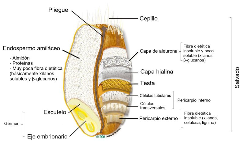 Figura 2. Corte transversal de un grano de trigo integral con la ubicación de sus partes. Adaptado por Knudsen (2014) de Surget y Barron (2005).