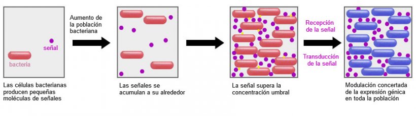 Un sistema prometedor es la capacidad de incidir en el mecanismo de señalización entre bacterias (Quorum sensing) mediante determinados probióticos. De esta forma se puede impedir que realicen estrategias comunes de supervivencia como la formación de biofilms o la esporulación en condiciones adversas.