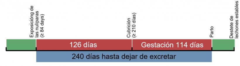 Figura 1. Cronograma de la exposici&oacute;n de las cerdas de reposici&oacute;n.
