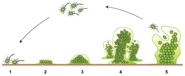 Las cinco fases de la formaci&oacute;n de biofilm. Fuente: http://www.emerypharmaservices.com/
