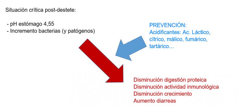 Figura 2: La acidificaci&oacute;n de la digesta tambi&eacute;n es una buena estrategia para mejorar la digesti&oacute;n, sobretodo en lechones post-destete porque su capacidad end&oacute;gena esta muy limitada. Mediante la incorporaci&oacute;n de un acidificante en la dieta se evita una disminuci&oacute;n de la digesti&oacute;n proteica e afectaciones en la inmunidad y par&aacute;metros productivos.
