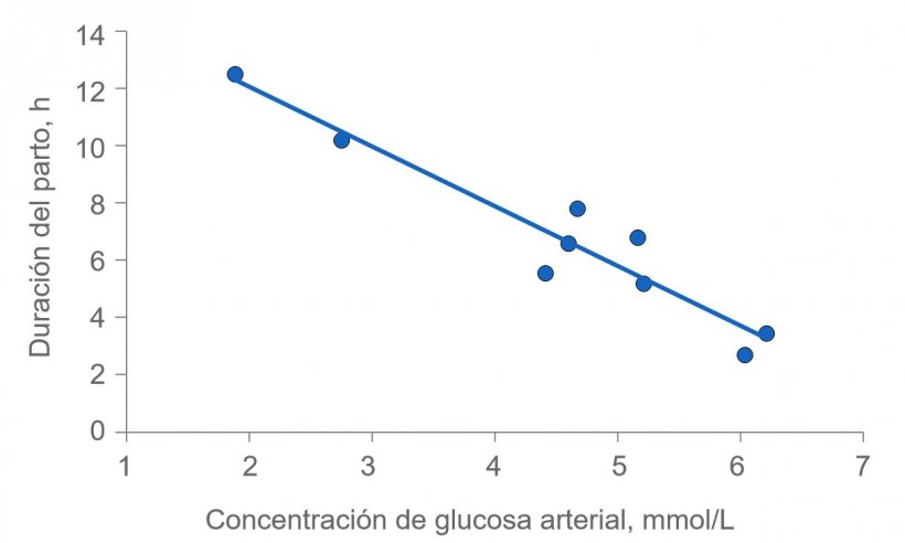 Figura 2: La duraci&oacute;n del parto se prolonga mucho si a las cerdas se les agota la energ&iacute;a. Normalmente, la glucosa plasm&aacute;tica se mantiene constante en 4,5 (rango de 4 a 5) mmol / L, pero poco despu&eacute;s de la alimentaci&oacute;n supera este nivel y varias horas despu&eacute;s de la alimentaci&oacute;n, la glucosa plasm&aacute;tica puede verse comprometida si se agota el dep&oacute;sito de gluc&oacute;geno en el h&iacute;gado.
