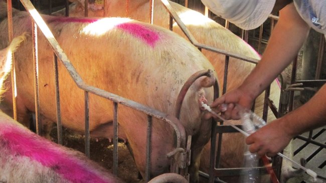 Foto 1. Inseminación artificial de una cerda.