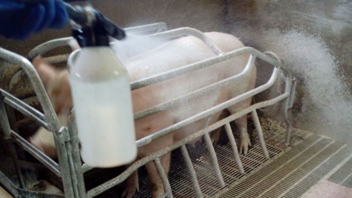 Foto 4. Desinfecci&oacute;n de una cerda con clorhexidina.
