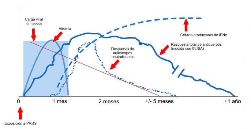 Gráfico 1: Respuesta del sistema inmune de un cerdo infectado por virus PRRS (López y Osorio, 2004).