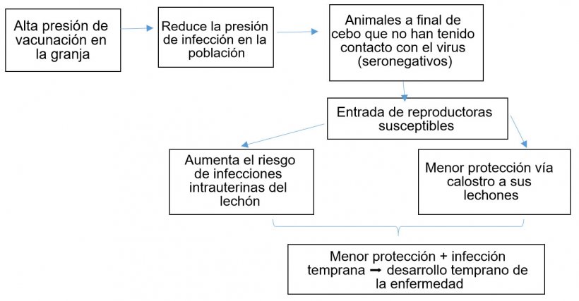 Figura 1: Evoluci&oacute;n de la epidemiolog&iacute;a de la infecci&oacute;n por PCV-2 en un contexto de vacunaci&oacute;n sistem&aacute;tica.
