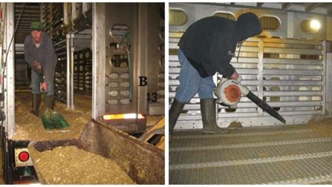 Imagen 2: Proceso de limpieza en seco en el que la mayor parte del material orgánico se elimina manualmente. Por cortesía de Dr. Clayton Johnson de Carthage Veterinary Services.