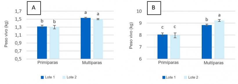 Figura 2. Peso vivo de los lechones en el momento del nacimiento (A) y el momento del destete (d&iacute;a 28 de lactaci&oacute;n) (B) de cerdas prim&iacute;paras y mult&iacute;paras alimentadas con un m&aacute;ximo de 2,80 kg/d&iacute;a (Lote 1) y 4,20 kg/d&iacute;a (Lote 2) de pienso durante los d&iacute;as previos al parto.
