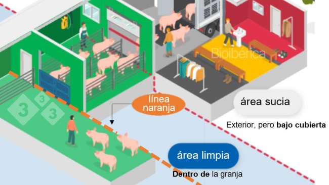 Imagen 1. Cargador diseñado para la carga de cerdos a un camión. Se ha creado una doble línea de separación (línea discontinua roja y naranja) entre las zonas limpias y sucias para mejorar la bioseguridad de este proceso. Imagen cortesía de Bioiberica.