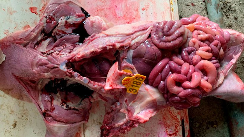 Imagen 2: Digestivo de lech&oacute;n de lactaci&oacute;n donde se puede observar una gran congesti&oacute;n de intestino delgado y contenido l&iacute;quido amarillento de este. En este caso se diagnostic&oacute; E.coli de tipo beta-hemol&iacute;tico.
