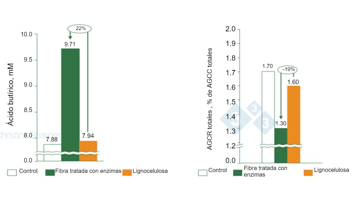 Figura 1. Control = no fibra, Fibra tratada con enzimas = PNA soluble, Lignocelulosa&nbsp;= PNA insoluble.&nbsp;(A) La producci&oacute;n de &aacute;cido but&iacute;rico aumenta un 22% en lechones (15 kg) al fermentar fibra soluble. (B) La fermentaci&oacute;n de prote&iacute;nas se reduce un 19% en lechones (15 kg) al fermentar fibra soluble. AGCC = &aacute;cidos grasos de cadena corta, AGCR = &aacute;cidos grasos de cadena ramificada.
