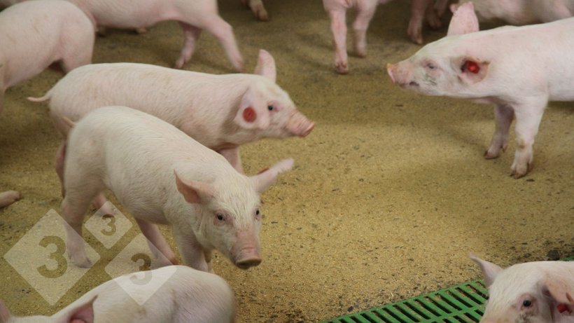 Image 1. Pigs in nursery barn