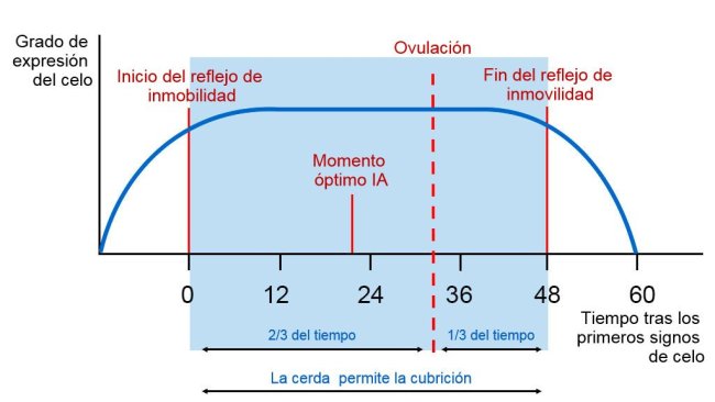 Figura 1. Representación gráfica del reflejo de inmobilidad, la ovulación y el momento óptimo de IA en una cerda con un celo de 60h. Fuente Carles Casanovas.