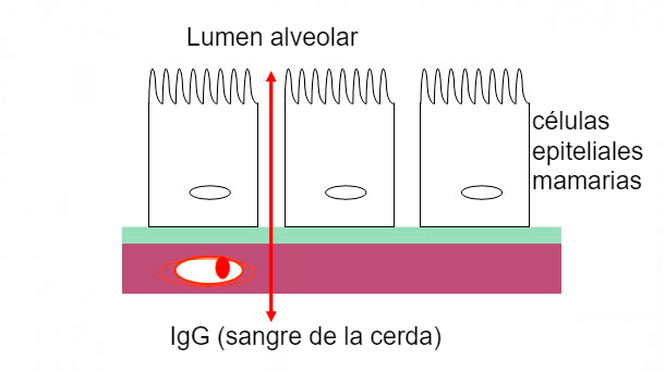 Figura 2. Ilustraci&oacute;n esquem&aacute;tica de las uniones estrechas mamarias durante la fase de calostro.
