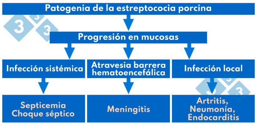 Cuadro 1. Patogenia de la estreptococia porcina.
