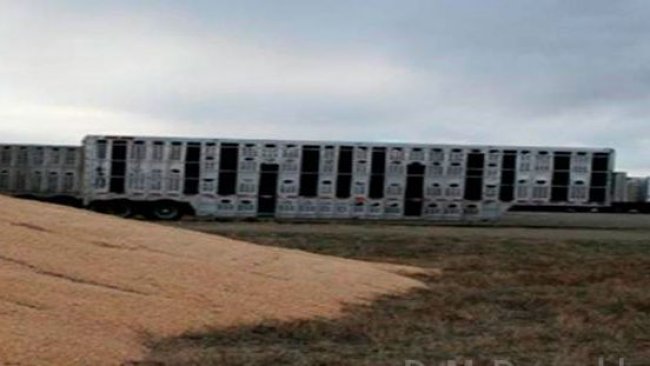 Imagen 2. Proximidad de vehículos de transporte contaminados y almacenamiento a la intemperie de maíz. Cortesía del Dr. Doug McDougald.